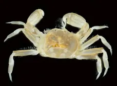 Burrow Pea Crab thumbnail 2
