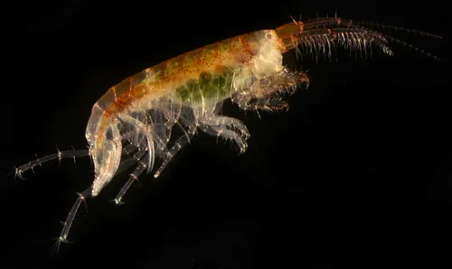 Aoroides intermedius