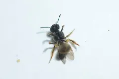 Bruner's Sweat Bee thumbnail 3