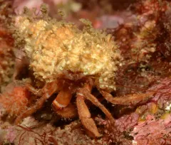 Whiteknee Hermit Crab thumbnail 4
