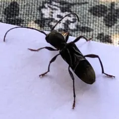 Ant-like Longhorn Beetle thumbnail 2