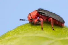 Chariessa elegans thumbnail 2