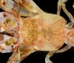 Alaskan Hermit Crab thumbnail 1