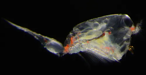 Ditrichocorycaeus anglicus