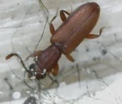 Silvanus bidentatus thumbnail 1