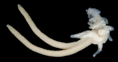 Chondracanthus irregularis