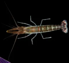 Northern Hooded Shrimp thumbnail 4