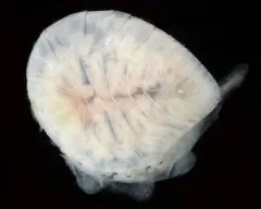 Bopyroides hippolytes thumbnail 4