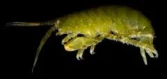 Parallorchestes cowani thumbnail 2