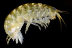 Apohyale pugettensis thumbnail 4