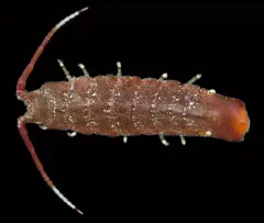 Blunt-tailed Isopod thumbnail 2