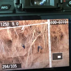 Bank Swallow thumbnail 3