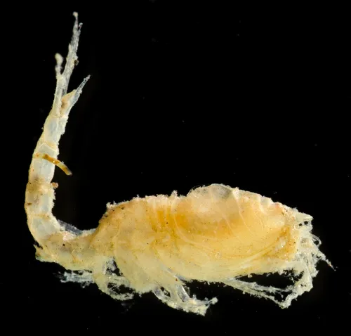 Diastylis santamariensis