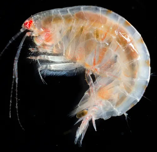 Ampelisca careyi