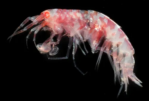Eusirus columbianus
