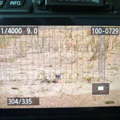 Piping Plover thumbnail 4