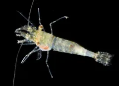 Stimpson Coastal Shrimp thumbnail 4