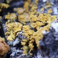 Candleflame Lichen thumbnail 3