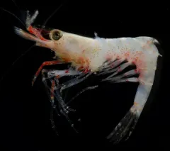 Snyder Blade Shrimp thumbnail 2