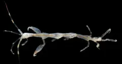 Caprella mendax thumbnail 2