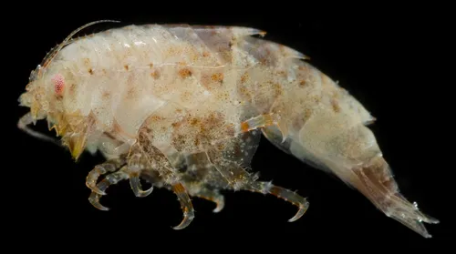 Iphimedia rickettsi