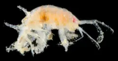 Polycheria osborni thumbnail 2
