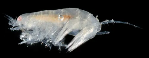 Americhelidium shoemakeri