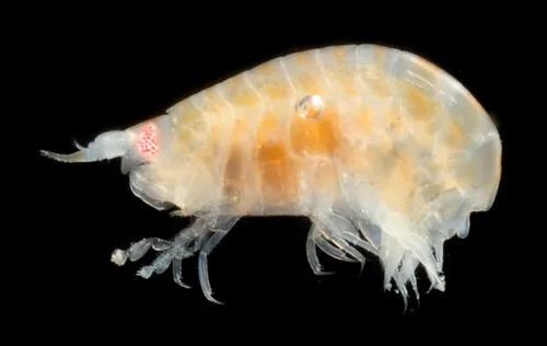 Orchomenella pacifica