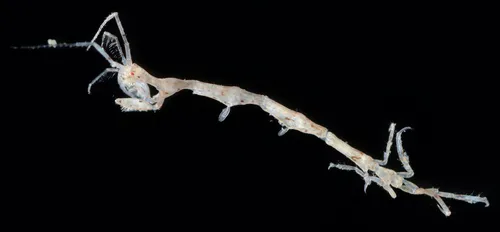 Tritella pilimana