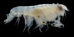 Opisa tridentata thumbnail 2