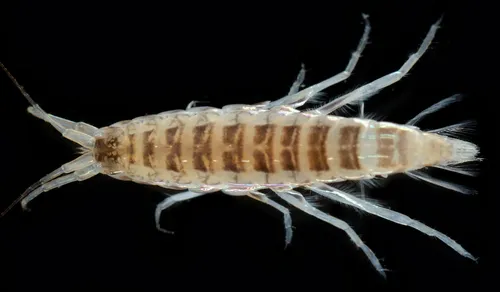 Protomedeia grandimana