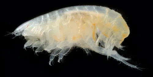 Heterophoxus oculatus