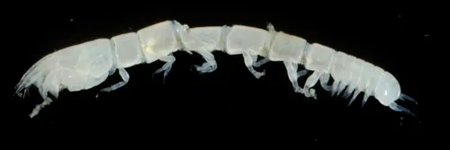 Araphura breviaria