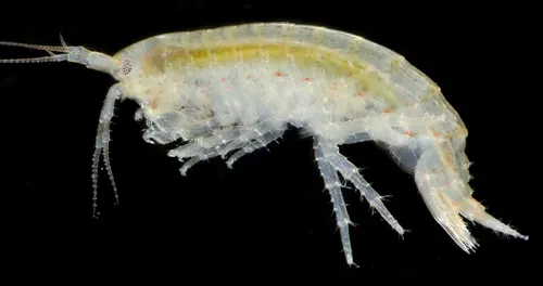 Eogammarus confervicolus