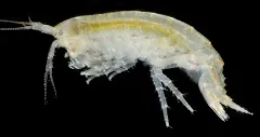 Eogammarus confervicolus thumbnail 1