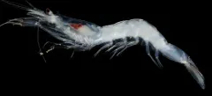 Pacific Glass Shrimp thumbnail 2