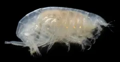 Harpiniopsis fulgens thumbnail 2