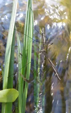 Tipula noveboracensis thumbnail 4