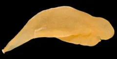 Alcyonidium pedunculatum thumbnail 2