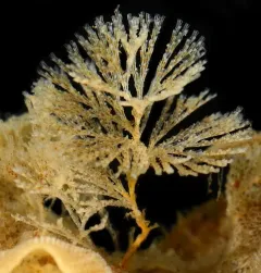 Crisularia pacifica thumbnail 2