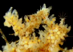 Creeping Bryozoan thumbnail 1