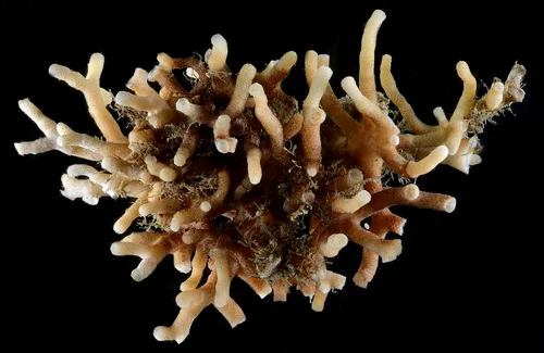 Leieschara coarctata