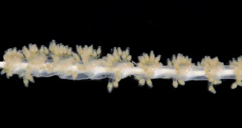 Slender Sea Pen