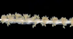 Slender Sea Pen thumbnail 1