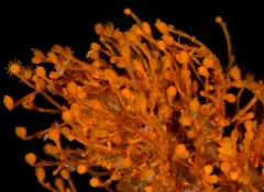 Orange Hydroid thumbnail 4