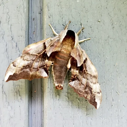 Western Eyed Sphinx