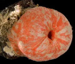 Swimming Anemone thumbnail 2
