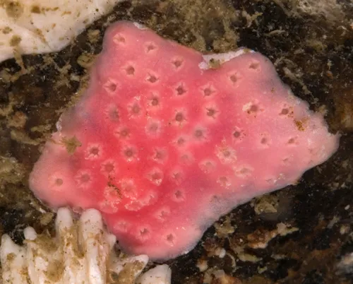 Purple Encrusting Hydrocoral