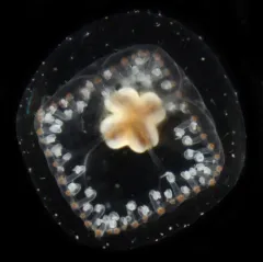 Proboscidactyla flavicirrata thumbnail 1