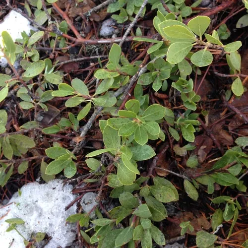Pinemat Manzanita
